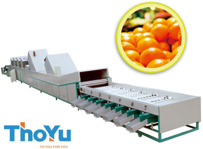 Fruit washing waxing drying sorting machine