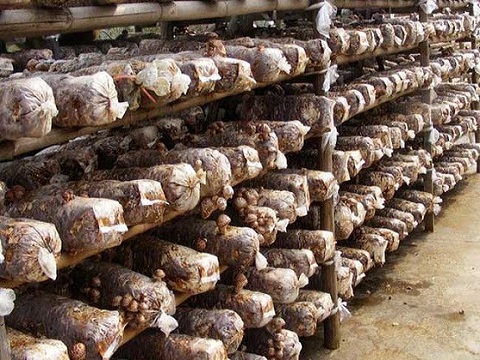 Growing shiitake mushrooms from waste wood