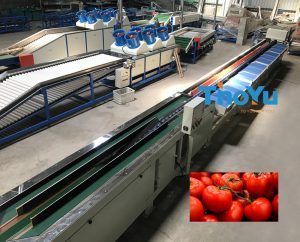 automatic tomato weight grading machine