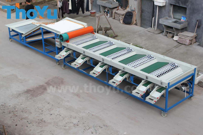 Large capacity garlic bulb sorting machine to Egypt