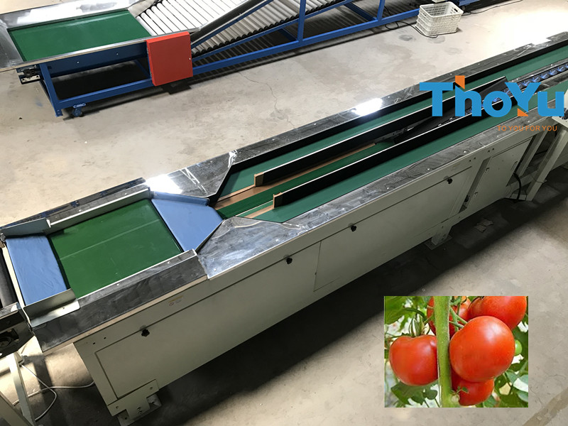 tomato weight grader